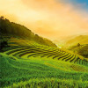 Anaglypta Wall Mural Terraced Rice Field In Vietnam - 8 Panel (384cm x 260cm)