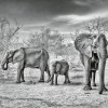 Anaglypta Wall Mural Elephant Family - 8 Panel (384cm x 260cm)