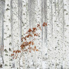 Anaglypta Wall Mural White Birch Forest - 8 Panel (384cm x 260cm)