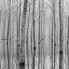 Anaglypta Wall Mural Birch Forest in the Water - 8 Panel (384cm x 260cm)