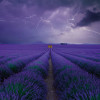 Anaglypta Wall Mural Field of Lavender - 8 Panel (384cm x 260cm)