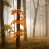 Anaglypta Wall Mural Foggy Autumn Forrest - 8 Panel (384cm x 260cm)