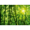 Anaglypta Wall Mural Bamboo Forest - 8 Panel (384cm x 260cm)