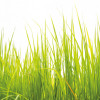 Anaglypta Wall Mural High Grass - 8 Panel (384cm x 260cm)