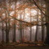 Anaglypta Wall Mural Misty Autumn Forest - 8 Panel (384cm x 260cm)