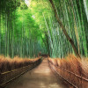 Anaglypta Wall Mural Bamboo Grove Kyoto - 8 Panel (384cm x 260cm)