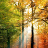 Anaglypta Wall Mural Golden Autumn - 4 Panel (192cm x 260cm)