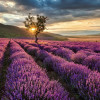 Anaglypta Wall Mural Lavender in the Provence - 8 Panel (384cm x 260cm)