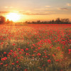 Anaglypta Wall Mural Poppy Field in Sunset - 8 Panel (384cm x 260cm)