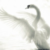 Anaglypta Wall Mural Majestic Swan - 4 Panel (192cm x 260cm)