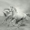 Anaglypta Wall Mural White wild Horses - 8 Panel (384cm x 260cm)