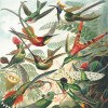 Anaglypta Wall Mural Haeckel - Colorful Hummingbirds - 4 Panel (192cm x 260cm)